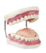 Photo: Dental model Dental model
