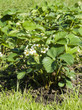 Photo: flowering bushes of strawberries flowering bushes of strawberries