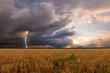 Photo: Landscape with wheat field and sunflower Landscape with wheat field and sunflower