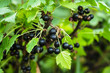 Blackcurrant bush