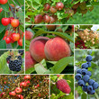 Obst aus dem Garten