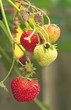Photo: Strawberry Fruit Strawberry Fruit