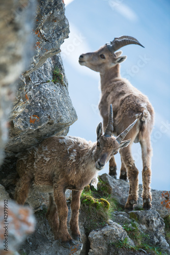 Photo: Two young alpine ibex (lat. Capra ibex Two young alpine ibex (lat. Capra ibex