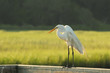 A White Heron Standing on a Railing
