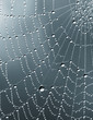 Monochrome rain drops on spider's web