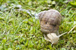 Roman, Burgundian or Edible Snail (Helix pomatia)