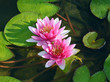 Pink water lilies