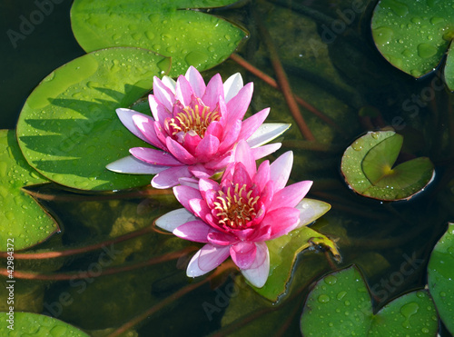 Photo: Pink water lilies Pink water lilies