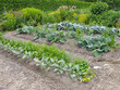 Vegetable Garden