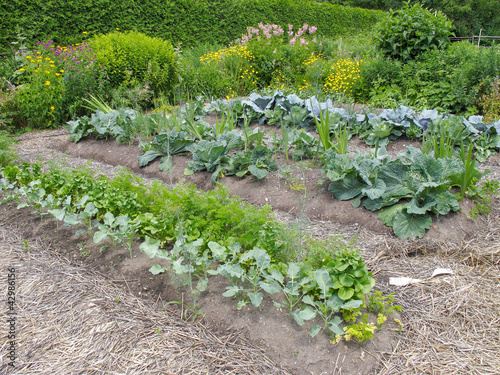 Photo: Vegetable Garden Vegetable Garden
