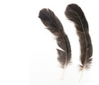 Two raven feathers on white background