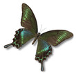 Butterfly tropical