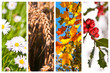 Collage Horizontal 4 Saisons