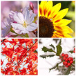Collage Carré 4 Saisons