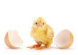 Newborn chicken