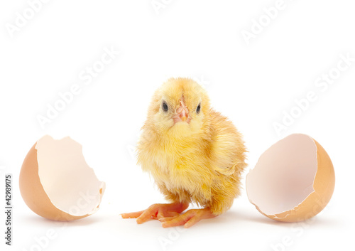 Photo: Newborn chicken Newborn chicken
