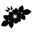 rose dogrose flowers