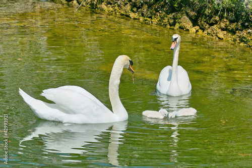 Photo: cigni reali con piccoli cigni reali con piccoli