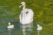 Photo: cigno reale con piccoli cigno reale con piccoli
