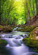 River in mountain forest.