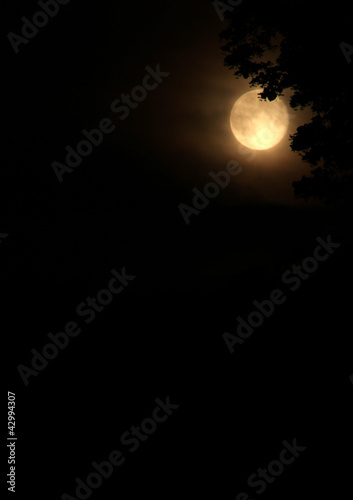 Photo: #206072 #206072