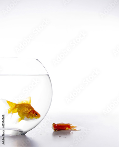 Photo: Fish in fishbowl with a dead fish outside of the fishbowl Fish in fishbowl with a dead fish outside of the fishbowl