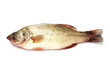 Raw fish