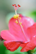 Red hibiscus
