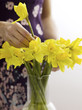 Woman arranging daffodils in vase
