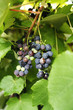 Grapes on grapevine