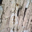 Close up of tatty wood