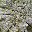 Elevated view of a stump