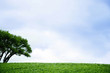 Meadow and blue sky