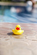 Toy duck beside a swimming pool