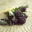 Purple long stem broccoli