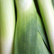 High angle close up of leeks