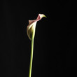Calla lily
