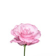 Pink rose