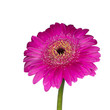 Pink gerbera