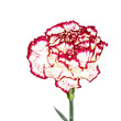 Carnation