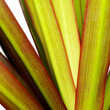 Palm leaves