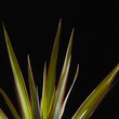 Palm