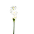 Stephanotis