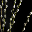 Goat Willow