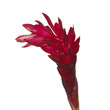 Red Ginger