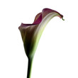 Calla lily