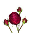 Red rose