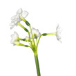 Stephanotis