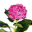Hydrangea