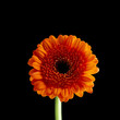 Gerbera